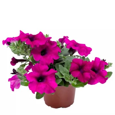 Petunia Sanguna Mega Purple Vaso 14 cm – Viola Intenso | Il Punto Verde Shop
