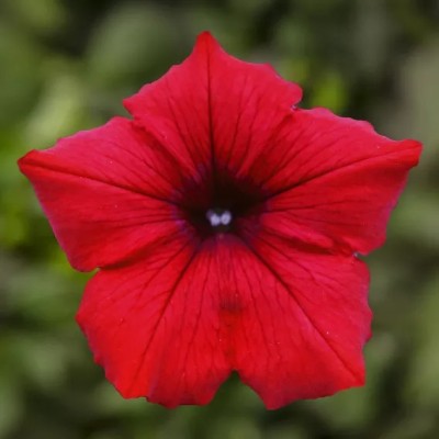Pianta di Petunia Surfinia Deep Red in Vaso da 14 cm