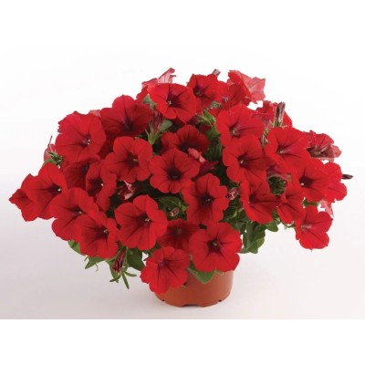 Pianta di Petunia Surfinia Deep Red in Vaso da 14 cm