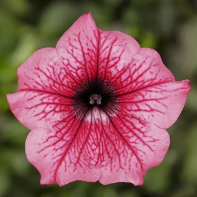 Pianta di Petunia Surfinia Hot Pink 05 in Vaso da 14 cm