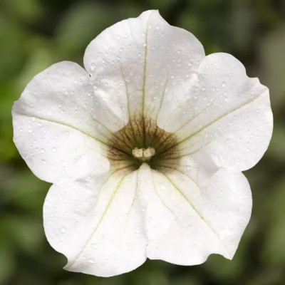 Pianta di Petunia Surfinia White in Vaso da 14 cm