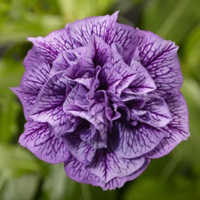 Petunia Hybrida Fun House Double Violet Vein in Vaso da 14 cm