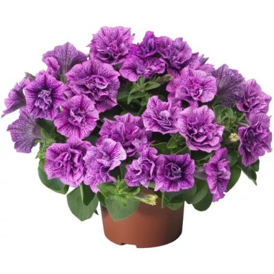 Petunia Fun House Double Violet Vein Vaso 14 cm – Viola Doppio | Il Punto Verde Shop
