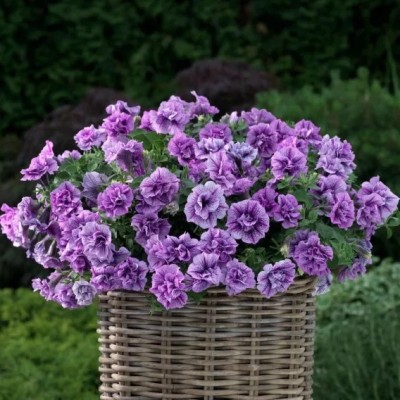 Petunia Fun House Double Violet Vein Vaso 14 cm – Viola Doppio | Il Punto Verde Shop