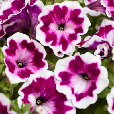 Petunia Fun House Painted Love Purple Vaso 14 cm – Viola Decorato | Il Punto Verde Shop