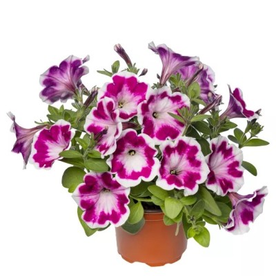 Petunia Fun House Painted Love Purple Vaso 14 cm – Viola Decorato | Il Punto Verde Shop