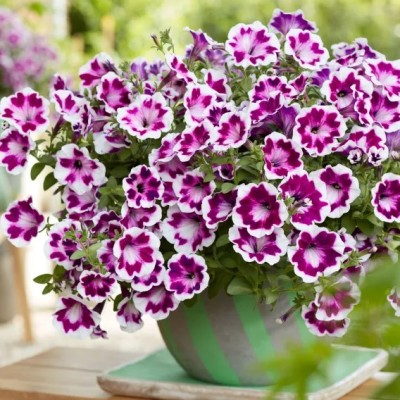 Petunia Fun House Painted Love Purple Vaso 14 cm – Viola Decorato | Il Punto Verde Shop