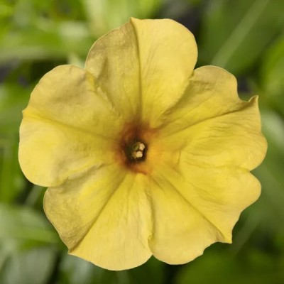 Petunia Sanguna Banana Candy Vaso 14 cm – Giallo Banana | Il Punto Verde Shop