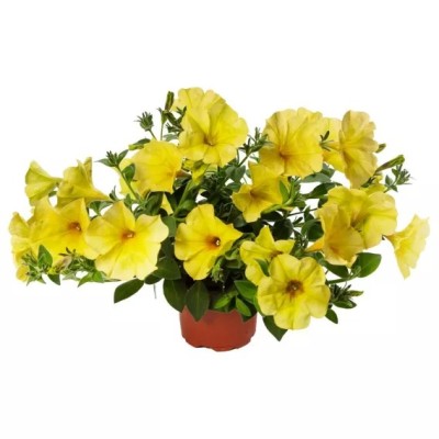 Petunia Sanguna Banana Candy Vaso 14 cm – Giallo Banana | Il Punto Verde Shop