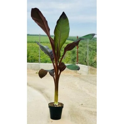 Pianta di Ensete Ventricosum Maurelii - Banano Rosso d'Etiopia - in Vaso 30 cm | Il Punto Verde Shop