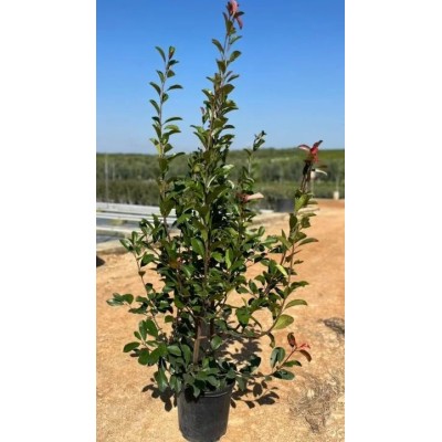 Pianta di Photinia Fraseri Cespuglio 'Super Red' in Vaso 24 cm