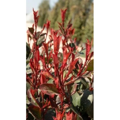 Pianta di Photinia Fraseri Cespuglio Super Red in Vaso 24 cm | Il Punto Verde Shop