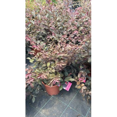 Pianta di Loropetalum Chinense Cespuglio 'Black Pearl' in Vaso 17 cm