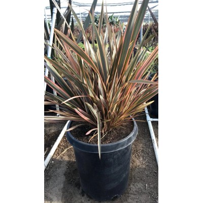 Pianta di Phormium 'Sundowner' in Vaso 24 cm