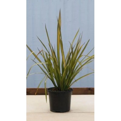 Pianta di Phormium Apricot Queen in Vaso 24 cm | Il Punto Verde Shop