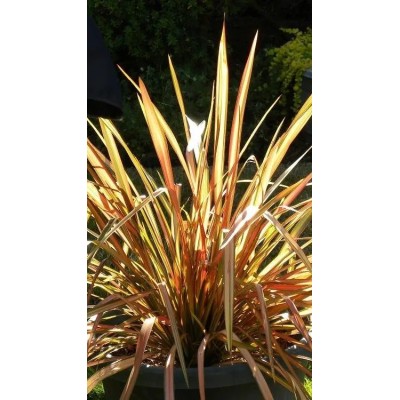 Pianta di Phormium Apricot Queen in Vaso 24 cm | Il Punto Verde Shop