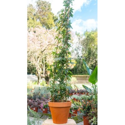 Pianta di Passiflora Caerulea in Vaso 19 cm | Il Punto Verde Shop