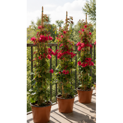 Pianta di Bougainvillea Californiana Rossa in Vaso 19 cm | Il Punto Verde Shop