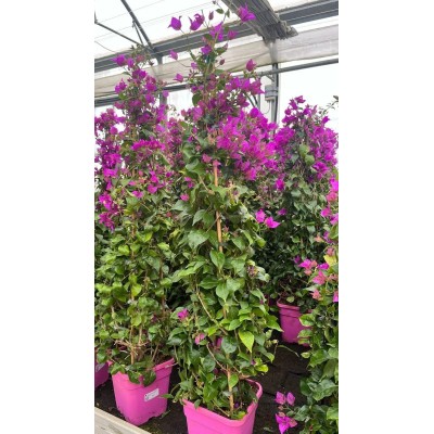 Pianta di Bougainvillea Sanderiana in Vaso 19 cm | Il Punto Verde Shop