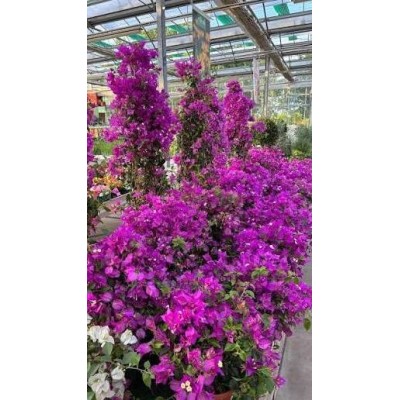 Pianta di Bougainvillea Californiana Viola in Vaso 24 cm