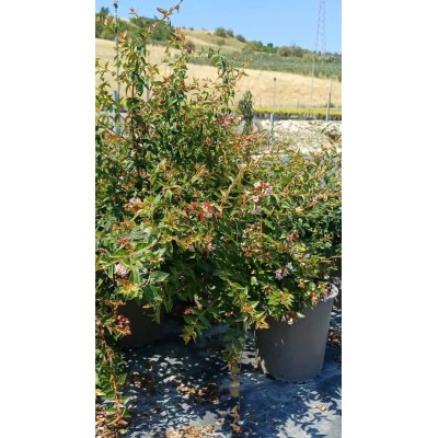 Pianta di Abelia 'Edward Goucher' in Vaso 19 cm