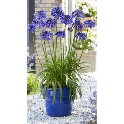 Pianta di Agapanthus Africanus Blu in Vaso 19 cm