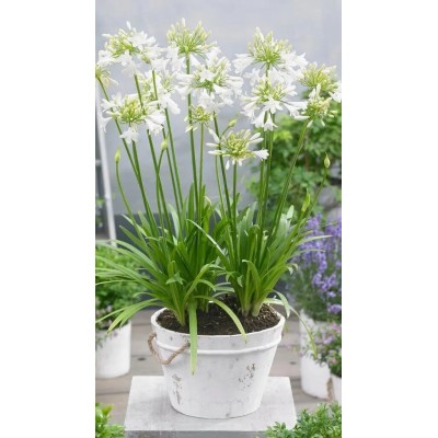 Pianta di Agapanthus Africanus Albus Bianco in Vaso 19 cm | Il Punto Verde Shop