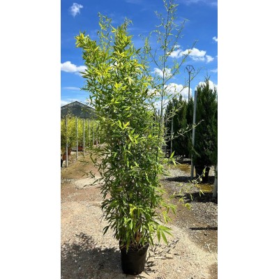 Pianta di Bambusa Phyllostachys Aurea in Vaso 24 cm