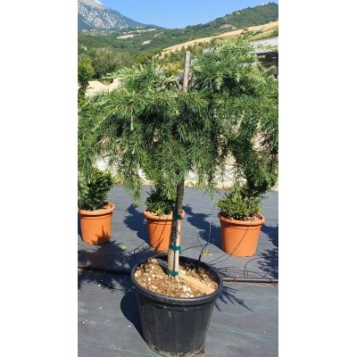 Pianta di Cedrus Deodara 'Feelin Blue' 1/2 Fusto in Vaso 40 cm