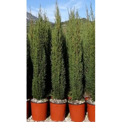 Pianta di Cupressus Sempervirens 'Totem Pole' in Vaso 24 cm