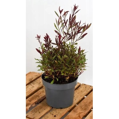Pianta di Gaura Lindheimeri Rossa in Vaso 19 cm | Il Punto Verde Shop