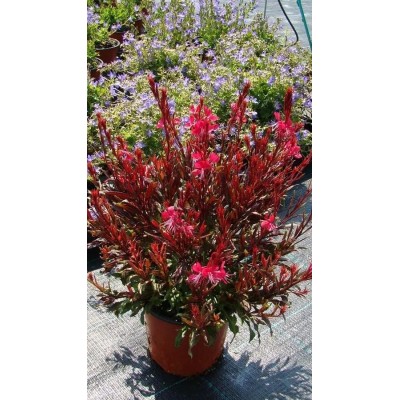 Pianta di Gaura Lindheimeri Rossa in Vaso 19 cm | Il Punto Verde Shop
