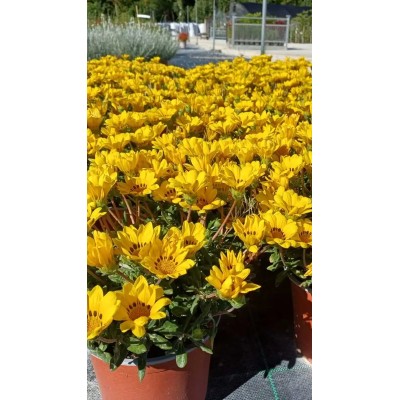 Pianta di Gazania del Capo in Vaso 15 cm