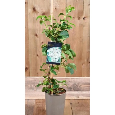 Pianta di Hydrangea Petiolaris - Ortensia Rampicante - in Vaso 19 cm | Il Punto Verde Shop