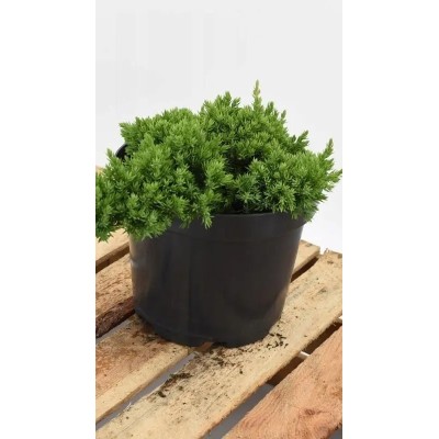 Pianta di Juniperus Procumbens Nana in Vaso 19 cm | Il Punto Verde Shop