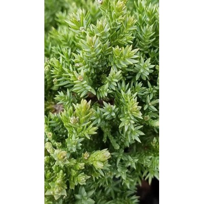 Pianta di Juniperus Procumbens 'Nana' in Vaso 19 cm