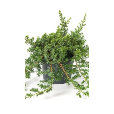 Pianta di Juniperus Conferta Blue Pacific in Vaso 19 cm | Il Punto Verde Shop