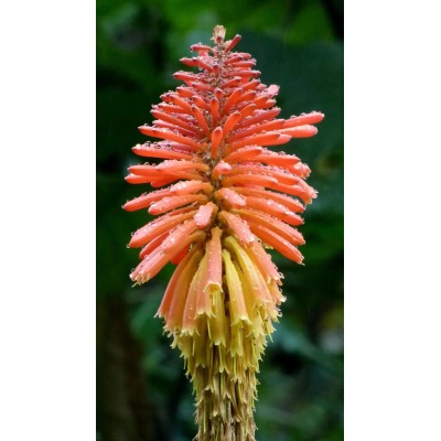 Pianta di Kniphofia Uvaria in Vaso 19 cm | Il Punto Verde Shop