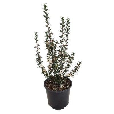 Pianta di Leptospermum 'Mesmer Eyes' in Vaso 18 cm