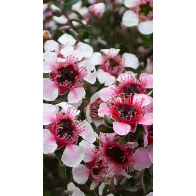 Pianta di Leptospermum Mesmer Eyes in Vaso 19 cm | Il Punto Verde Shop