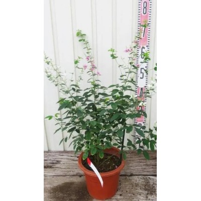 Pianta di Lespedeza Thunbergii - Desmodium Pendente - in Vaso 19 cm