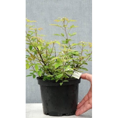 Pianta di Lespedeza Thunbergii Little Volcano in Vaso 19 cm | Il Punto Verde Shop