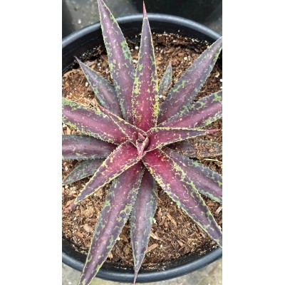 Pianta di Mangave Blazing Saddles in Vaso 19 cm | Il Punto Verde Shop