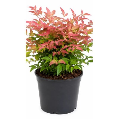 Pianta di Nandina Domestica 'Blush Pink' in Vaso 19 cm