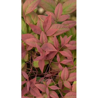 Pianta di Nandina Domestica 'Blush Pink' in Vaso 19 cm