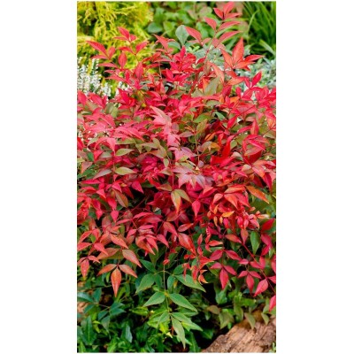 Pianta di Nandina Domestica 'Obsessed Seika' in Vaso 19 cm