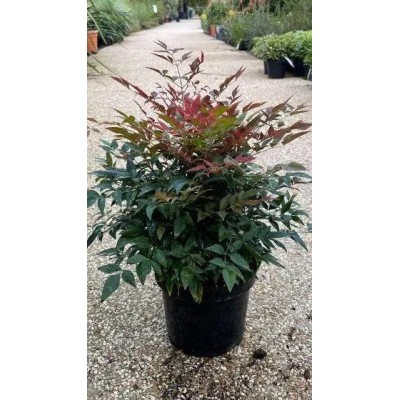 Pianta di Nandina Domestica 'Obsessed Seika' in Vaso 19 cm