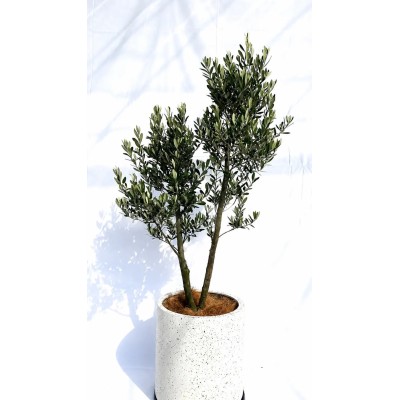 Pianta di Olea Europaea 'Cipressino' in Vaso 19 cm