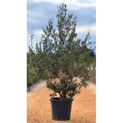 Pianta di Olea Europaea Cipressino in Vaso 19 cm | Il Punto Verde Shop