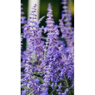 Pianta di Perovskia Atriplicifolia 'Lacey Blue' (Salvia Yangii) in Vaso 19 cm